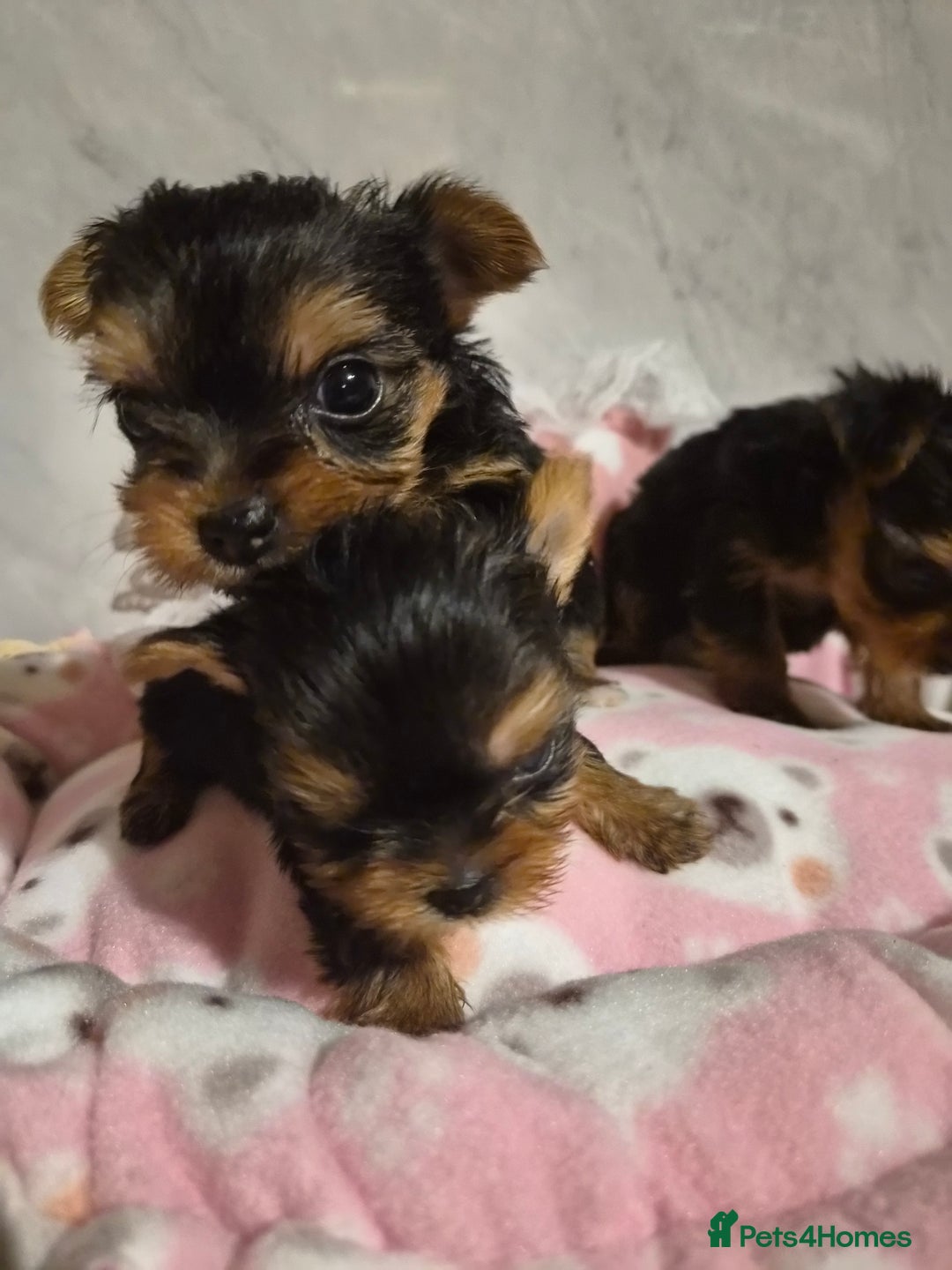 Yorkshire Terrier dogs for sale: 💝Beautiful Miniature Babies from 250g💝 - Image 28