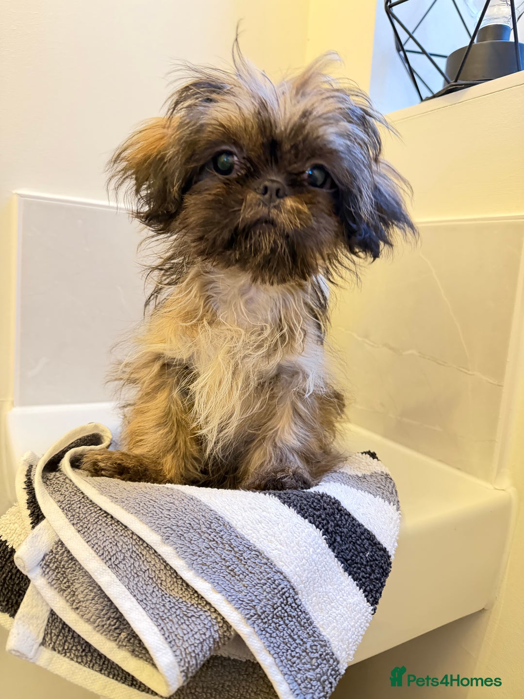 Shih Tzu dogs for sale: 2 x  Imperial Shihtzu - Advert 17