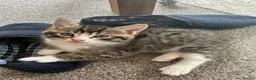 Mixed Breed cats for sale: Persian Cross Kittens 🐾🩵🩵🩵🩷 - Advert 16