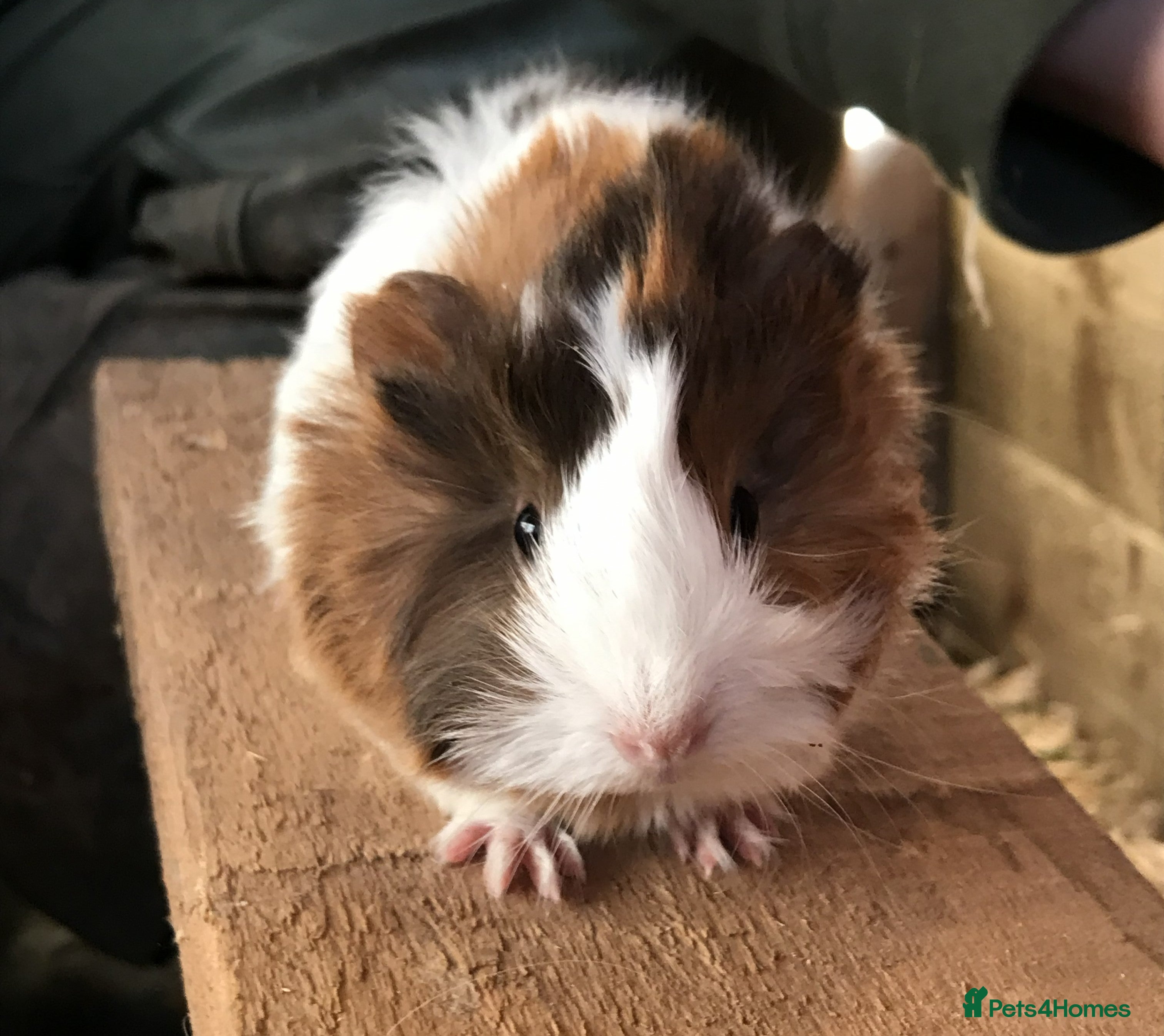 Guinea Pig rodents Baby guinea pigs for sale - Advert 1