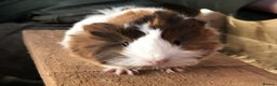 Guinea Pig rodents for sale: Baby guinea pigs for sale - Advert 1