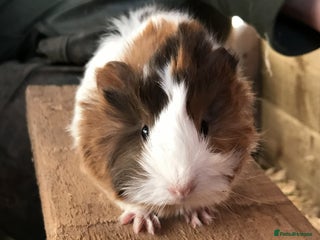Guinea Pig rodents Baby guinea pigs for sale - Advert 1