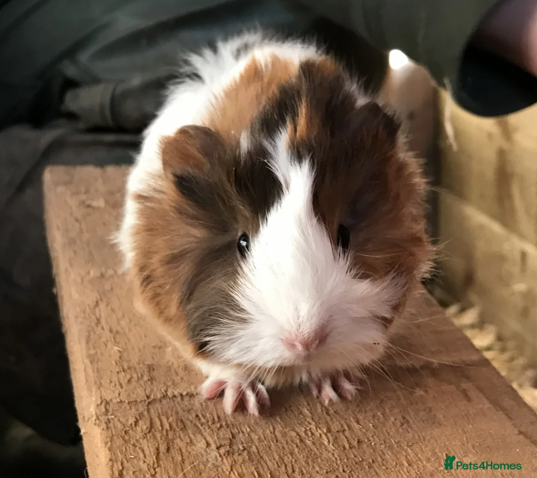 Guinea Pig rodents for sale: Baby guinea pigs for sale - Advert 1