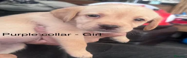Labrador Retriever 3