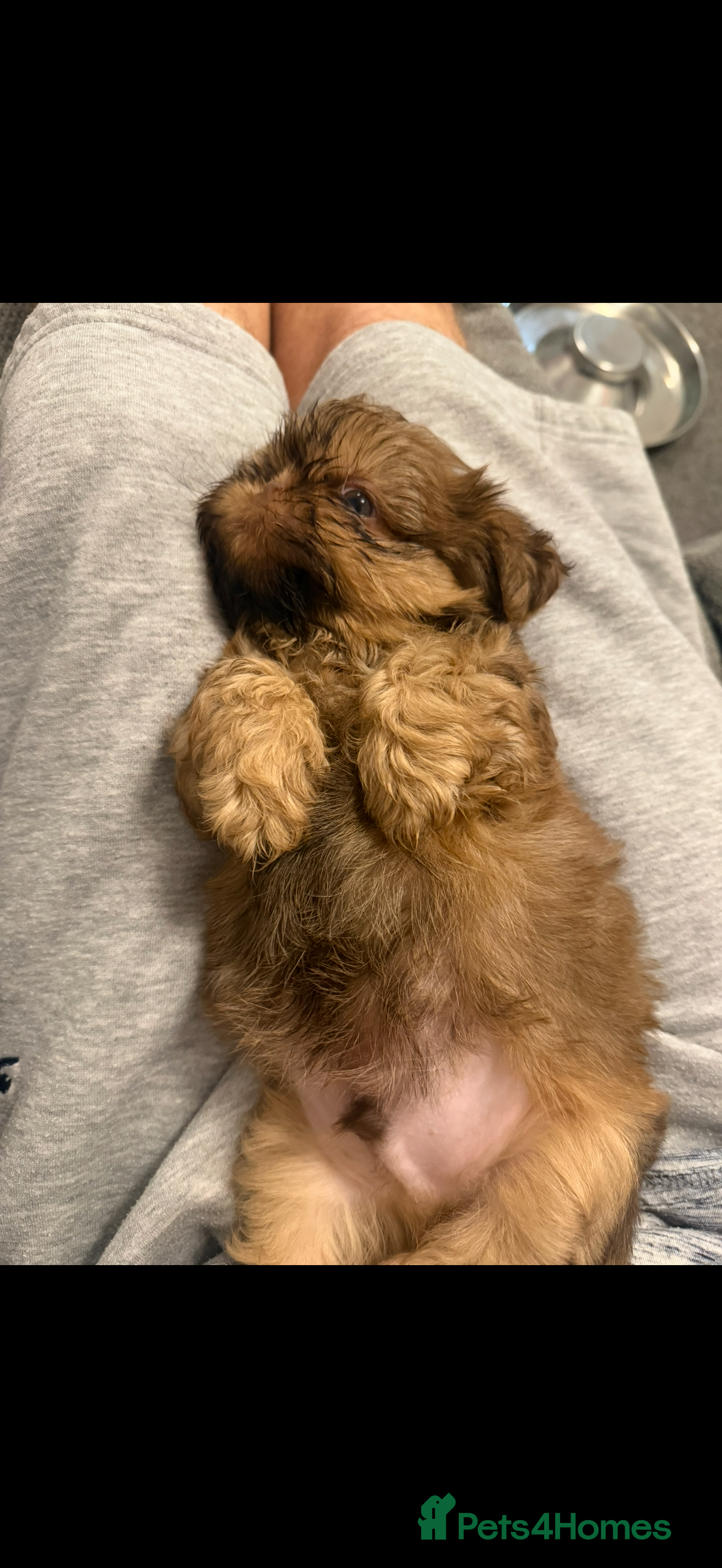 Shih Tzu dogs Imperial Full KC Reg Last male Puppy left!!! - Advert 2