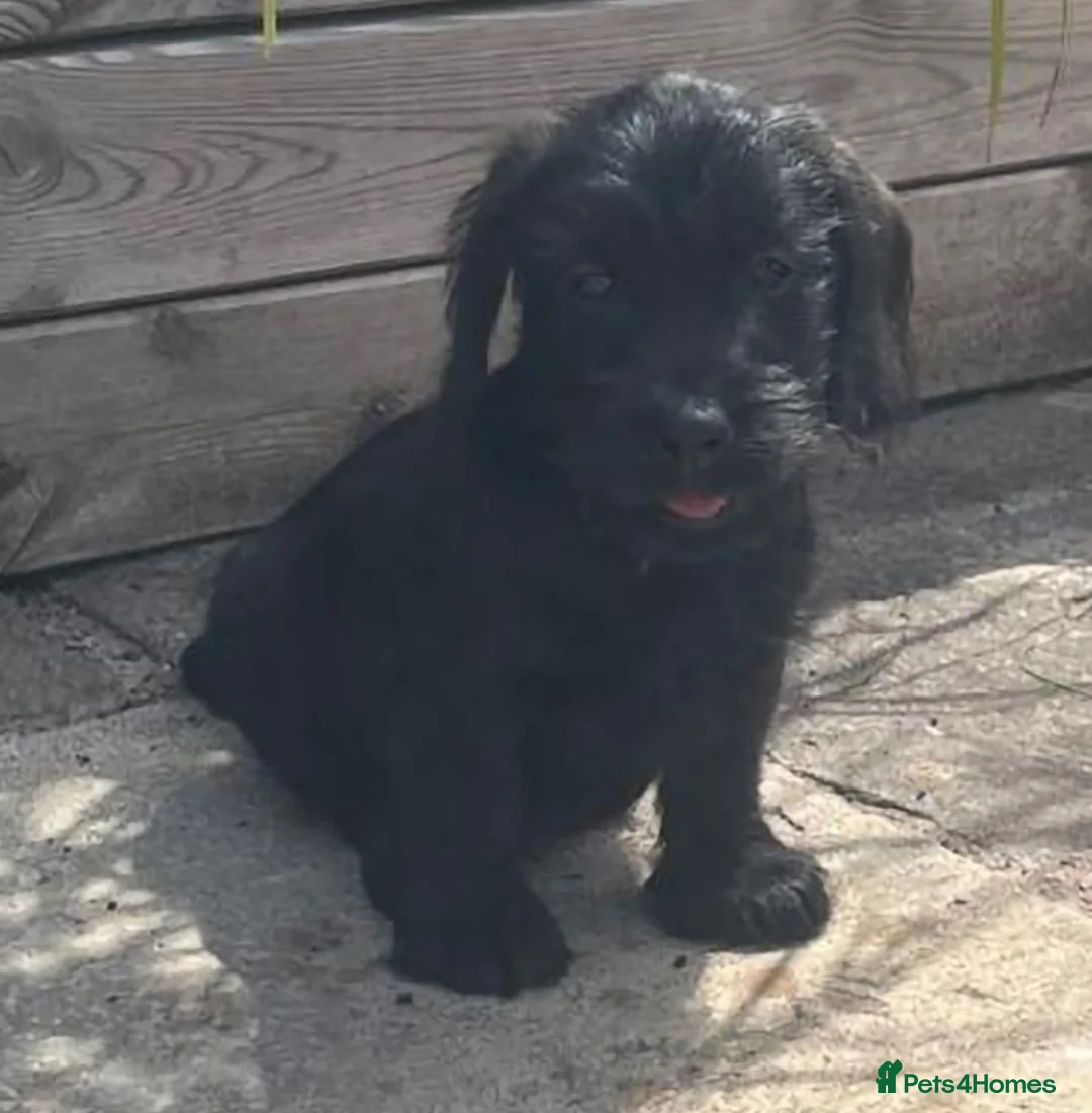 Mixed Breed dogs for sale: Labrador x teckel dachshund puppies  - Advert 11