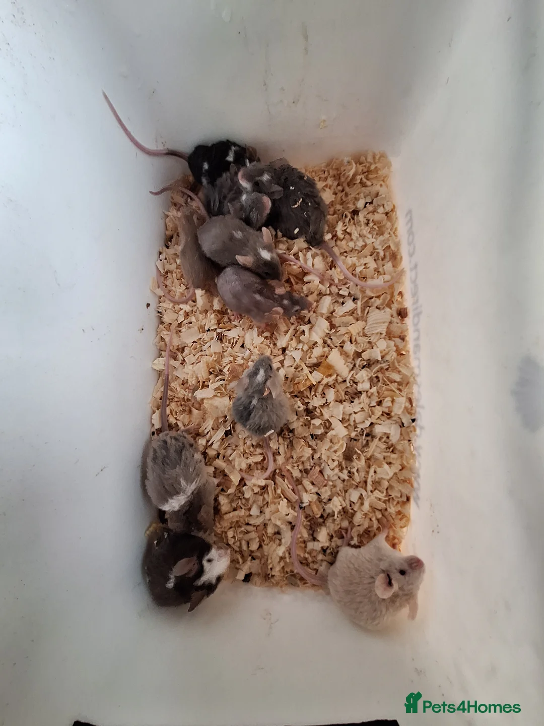 Mouse rodents for sale: Fancy pet mice for sale £8 each  in Manchester - Advert 2