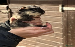 Guinea Pig rodents for sale: Extra Special Guinea Pig Babies  - Image 2