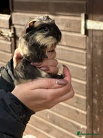 Guinea Pig rodents - Advert 6