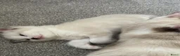 Ragdoll cats for sale: Rag doll cross kittens  - Advert 8