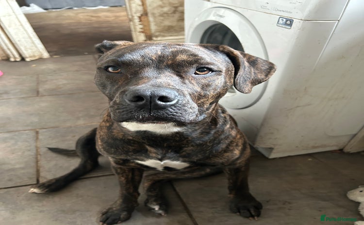 Mixed Breed dogs - Advert 6