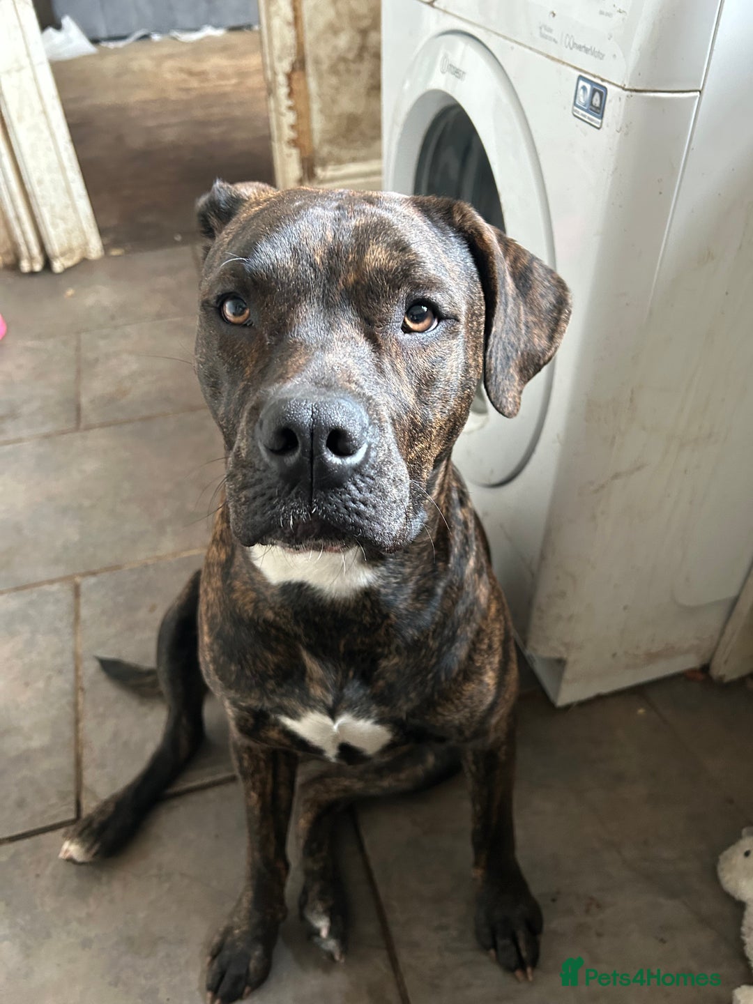 Mixed Breed dogs for sale: For sale rehomingCane corso cross female - Image 1