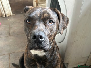 Mixed Breed dogs for sale - Advert 1