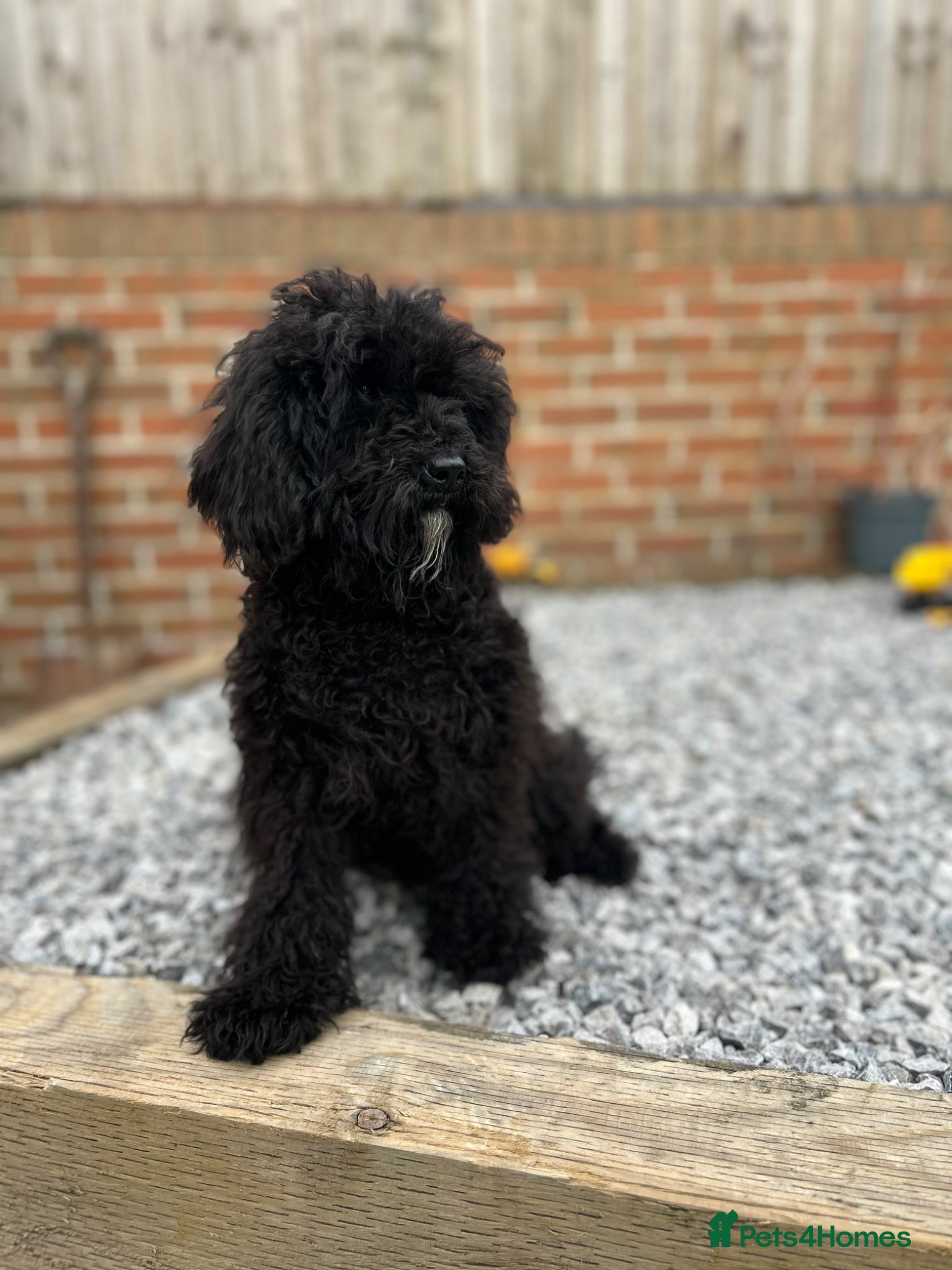 Mixed Breed dogs Australian Labradoodle cavapoo boy stunning ⭐️  - Advert 2