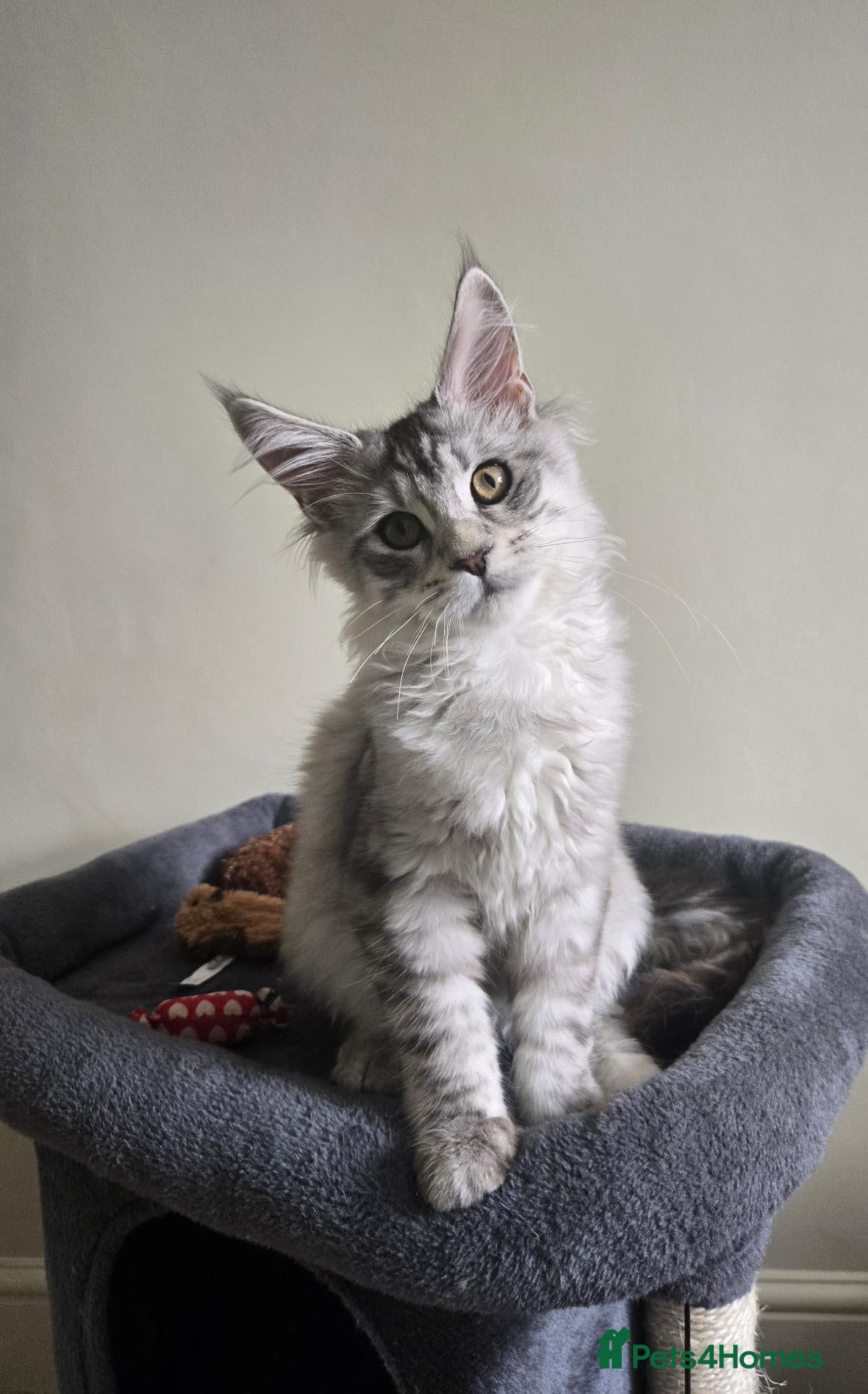 Maine Coon cats Pedigree Maine Coon Kittens  - Advert 1