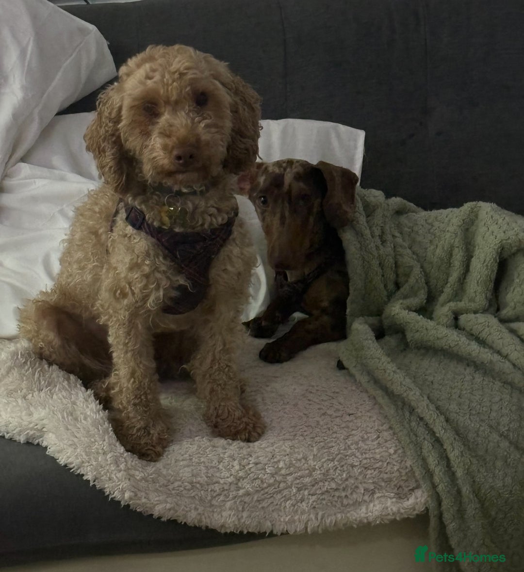 Mixed Breed dogs for sale: Toy x miniature poodle 5 years old  - Image 3