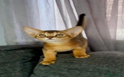 Abyssinian cats for sale: Stunning sorrel and usual Abyssinian kittens  - Image 13