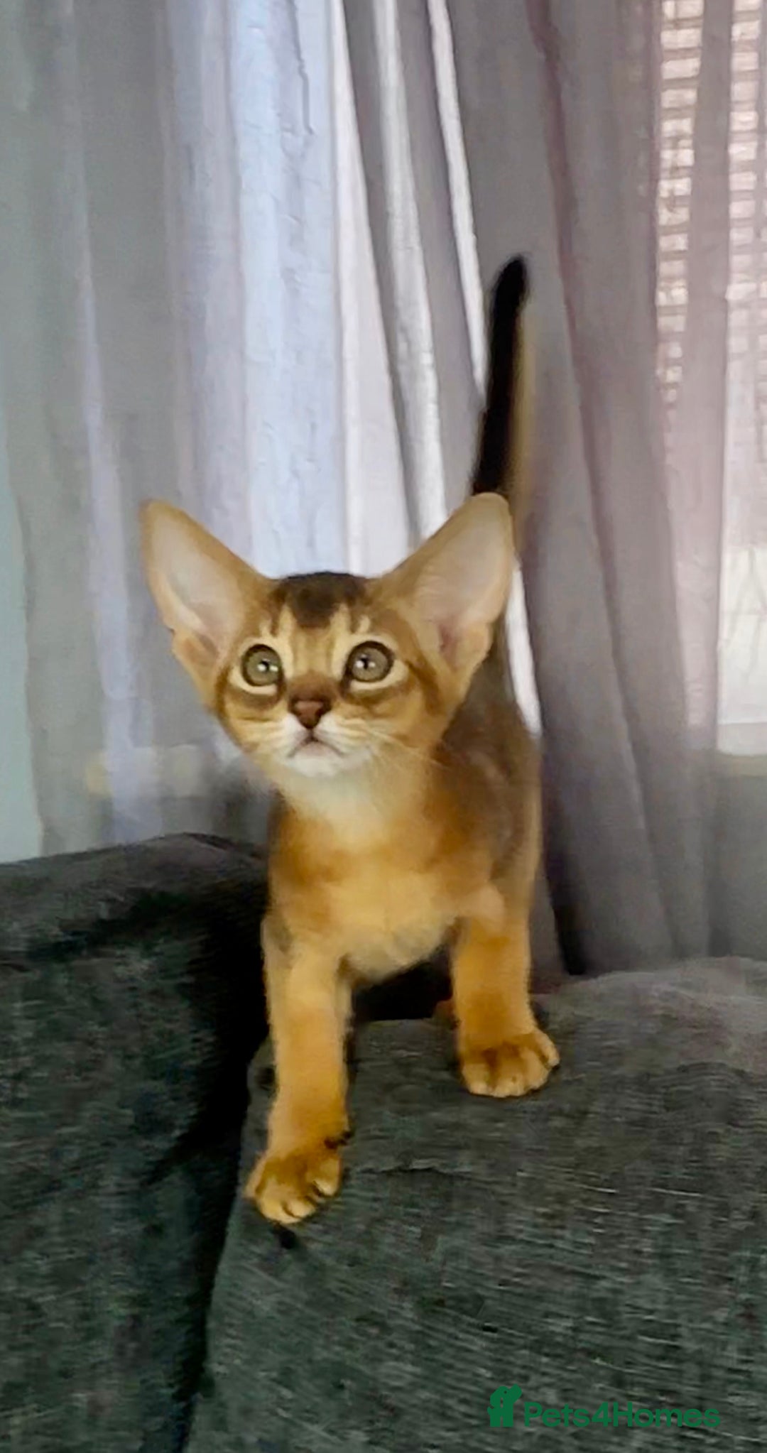 Abyssinian cats for sale: Stunning sorrel and usual Abyssinian kittens  - Image 13
