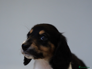 Miniature Dachshund dogs ❗️Reduced❗️Miniature long haired dachshund - Advert 3