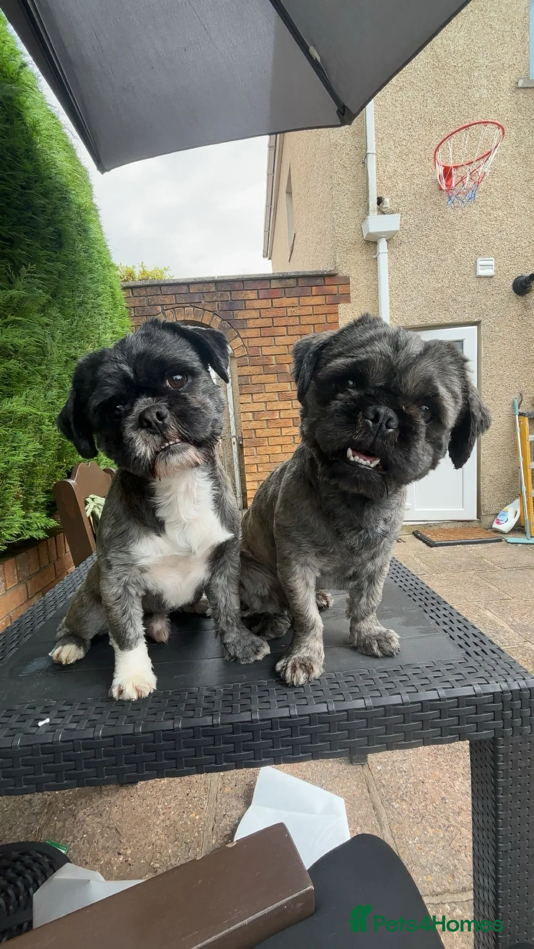 Mixed Breed dogs for sale: 2 pug tzu’s for sale  - Advert 2