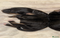 Bernedoodle dogs for sale: Health tested F1 tri bernedoodles last pup - Image 1