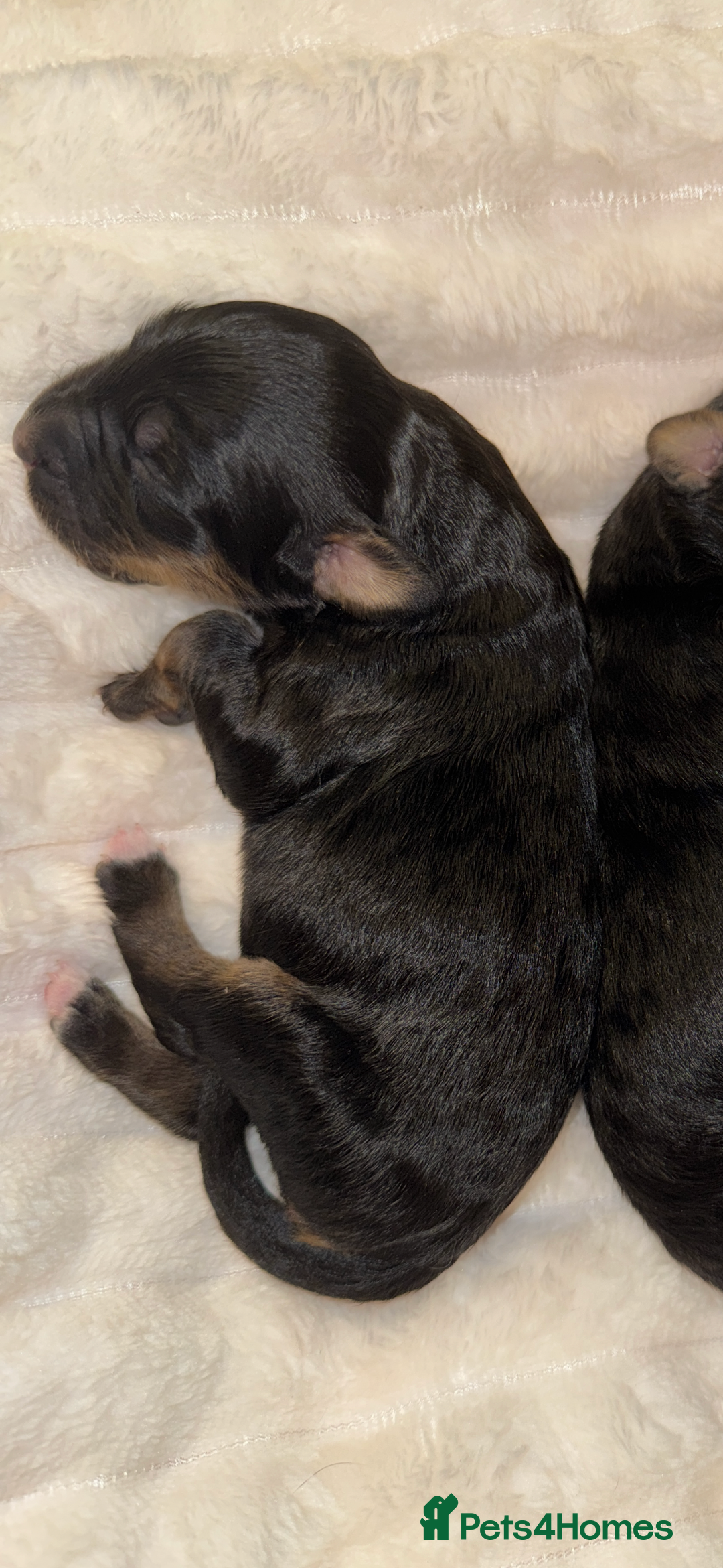 Bernedoodle dogs for sale: Health tested F1 tri bernedoodles last pup - Image 1