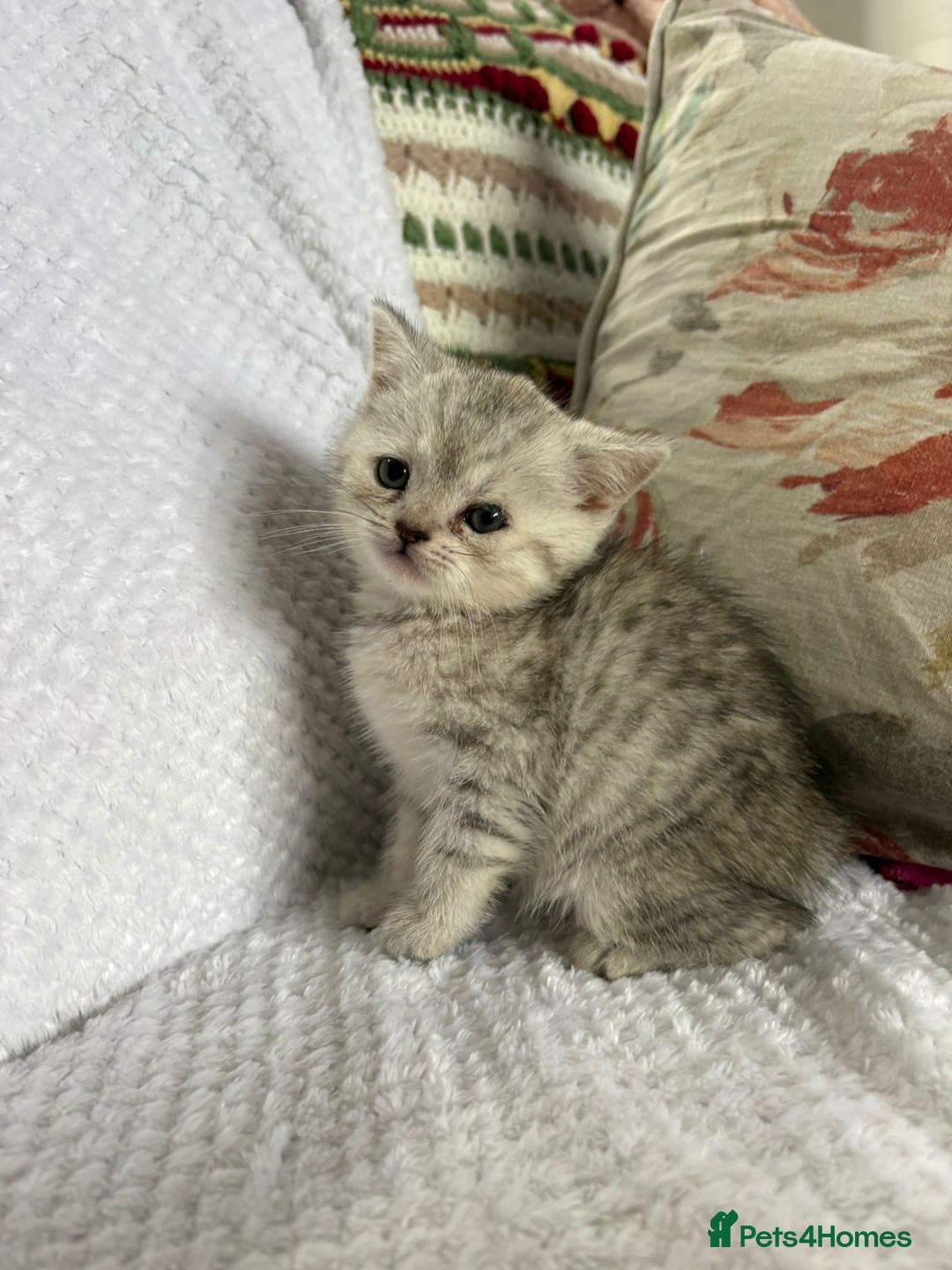 British Shorthair cats for sale: Gorgeous British shorthair kittens  - Advert 19