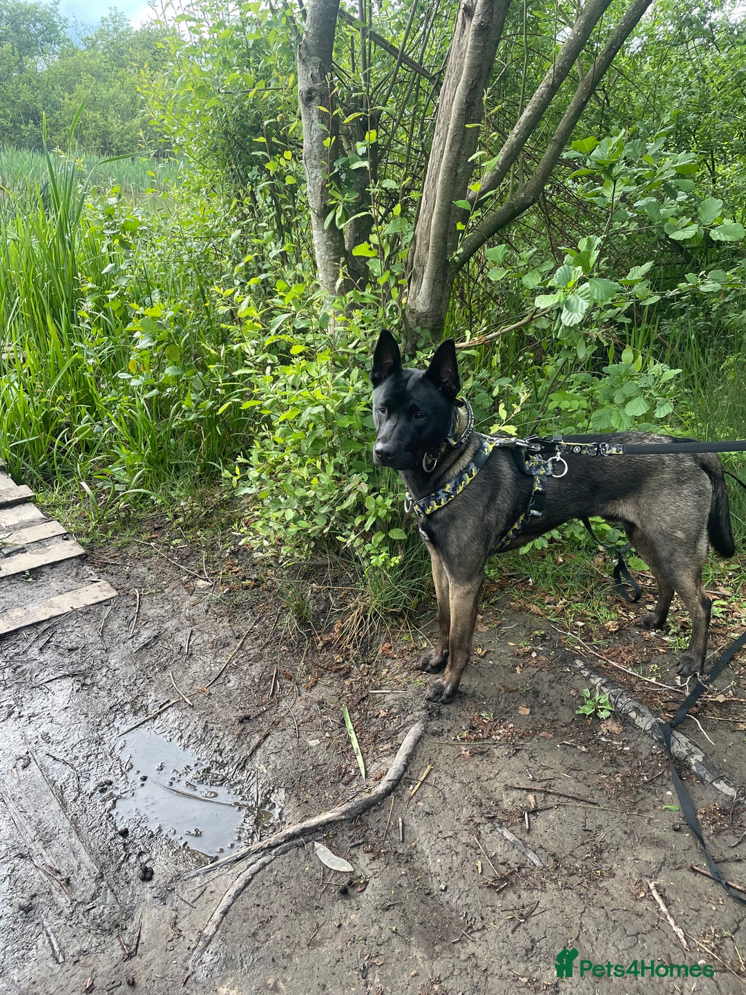 Belgian Shepherd Dog dogs for stud: Belgian Malinois x American Akita for Stud - Image 4