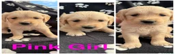 Golden Retriever dogs for sale: Kennel Club Health Tested Golden Retriever Puppies - Advert 2