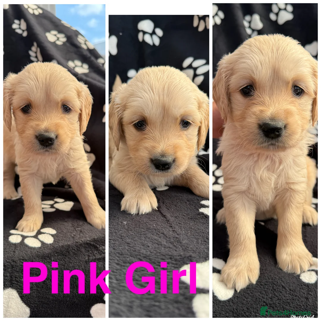 Golden Retriever dogs for sale: Kennel Club Health Tested Golden Retriever Puppies - Advert 2