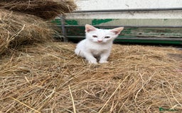 Siamese cats for sale: Stunning Siamese X Ragdoll kittens  - Image 6