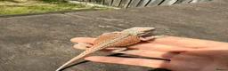 Bearded Dragon reptiles for sale: Bearded Dragons colour mixed 🌈 in Middlewich - Advert 5