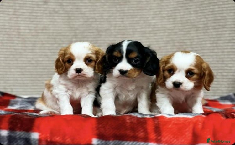 Cavalier King Charles Spaniel dogs - Advert 14