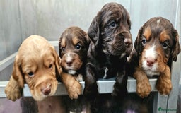 Cocker Spaniel dogs for sale: 8 AMAZING KC REG WORKING COCKER SPANIEL PUPPIES - Image 1