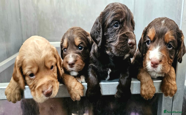 Cocker Spaniel dogs - Advert 4