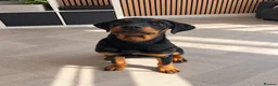 Mixed Breed dogs for sale: 7 month old puppy for sale  in Sutton-in-Ashfield - Advert 3