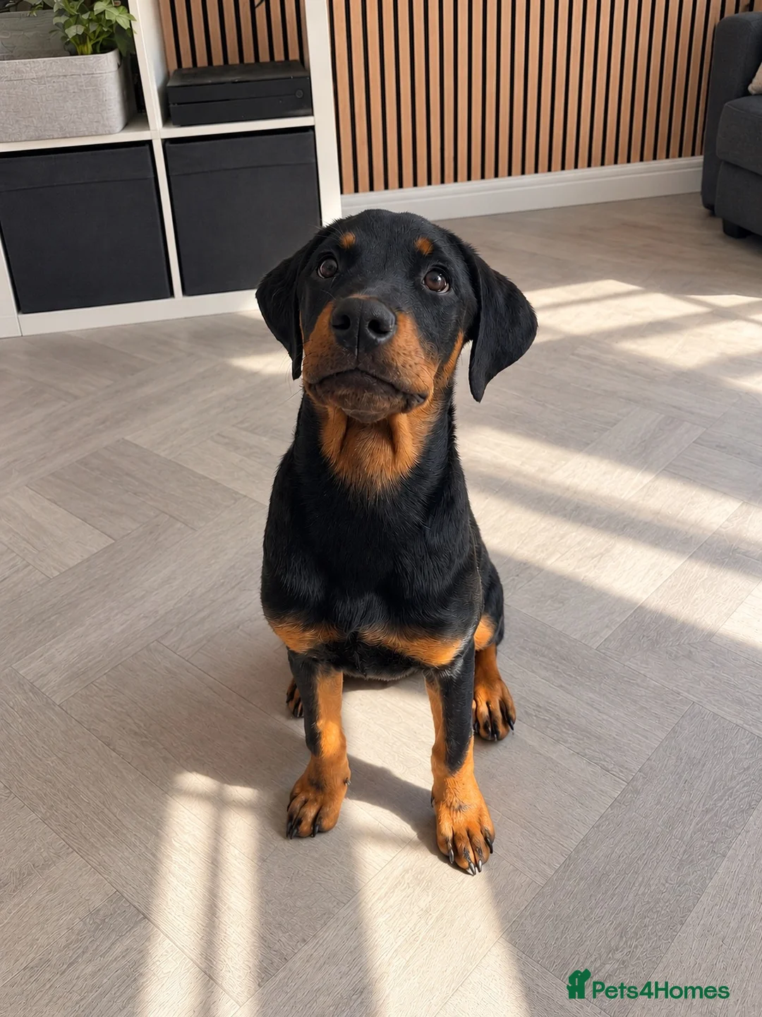 Mixed Breed dogs for sale: 7 month old puppy for sale  in Sutton-in-Ashfield - Advert 3