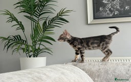 Bengal cats for sale: Adorable Female Blue Bengal Kitten TICA REG - Image 19