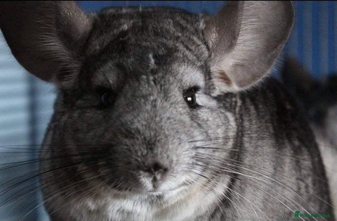 Chinchilla rodents Much loved 9 year old chinchilla  - Advert 2