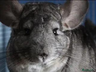 Chinchilla rodents Much loved 9 year old chinchilla - Advert 2