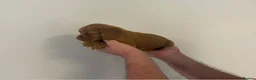 Cocker Spaniel dogs for sale: Cocker Spaniel puppy’s  - Advert 8