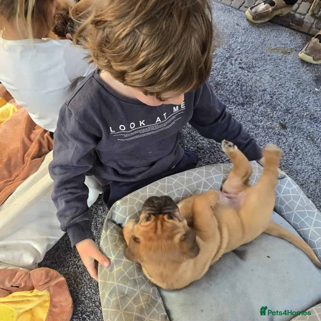 Dogue De Bordeaux dogs for sale: Dogue de Bordeaux puppies  - Advert 14