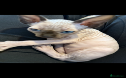 Sphynx cats for sale: sphynx canadian kittens ready to leave now  - Image 6