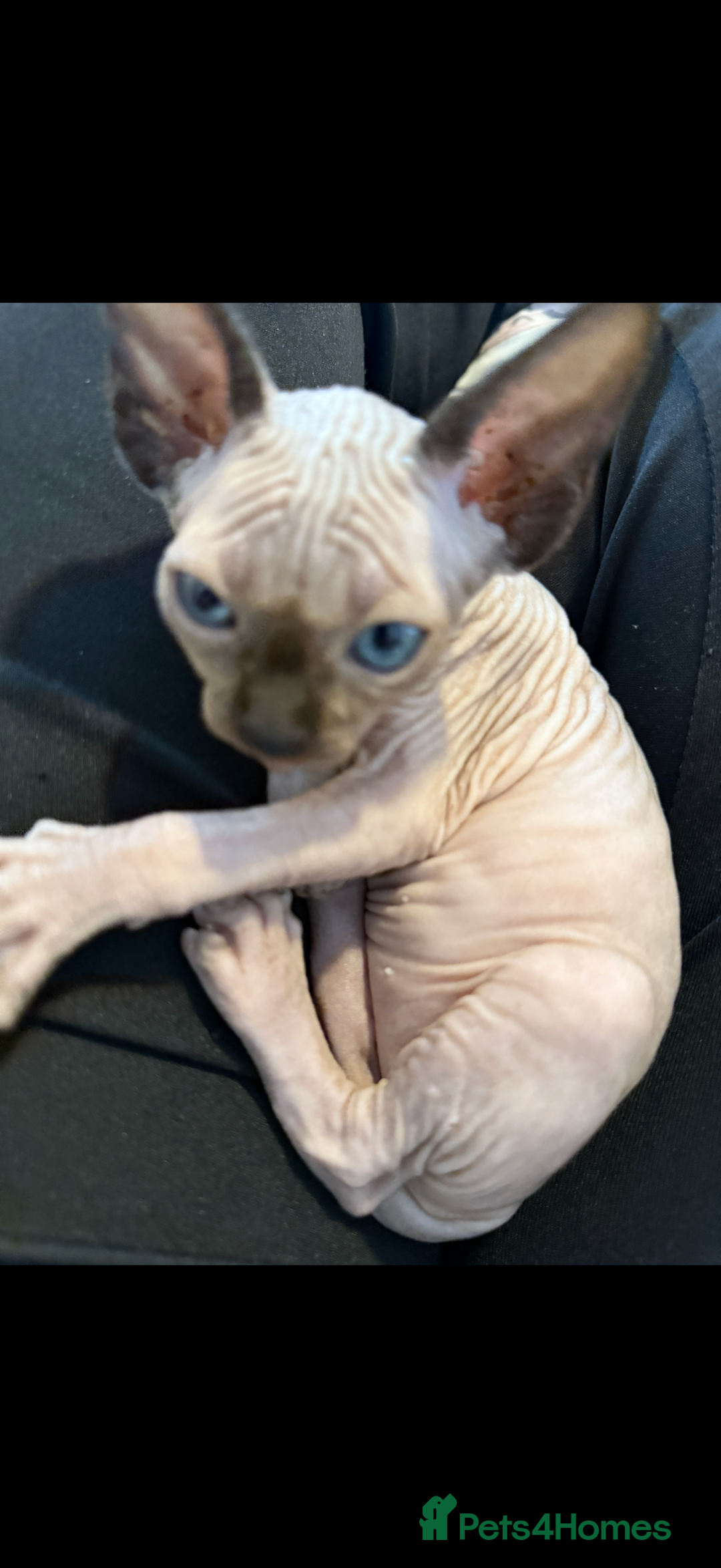 Sphynx cats for sale: sphynx canadian kittens ready to leave now  - Image 6