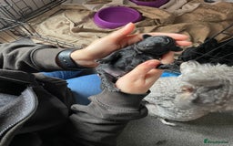 Toy Poodle dogs for sale: Gorgeous KC Toy Poodle Puppies - Image 2