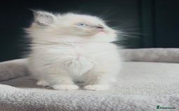 Ragdoll cats for sale: Champion bloodline,full pedigree last Ragdoll boy  - Image 4