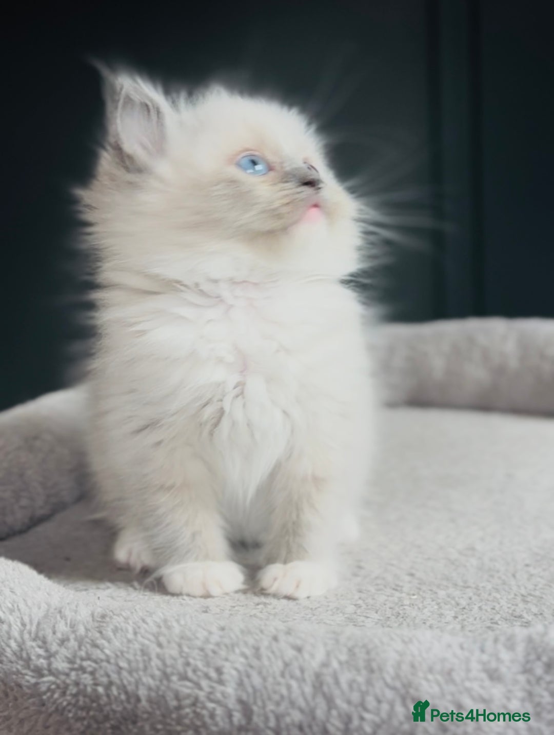 Ragdoll cats for sale: Champion bloodline,full pedigree last Ragdoll boy  - Image 4