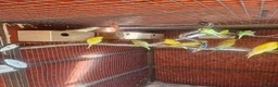 Budgerigars birds for sale: Budgies  - Advert 2
