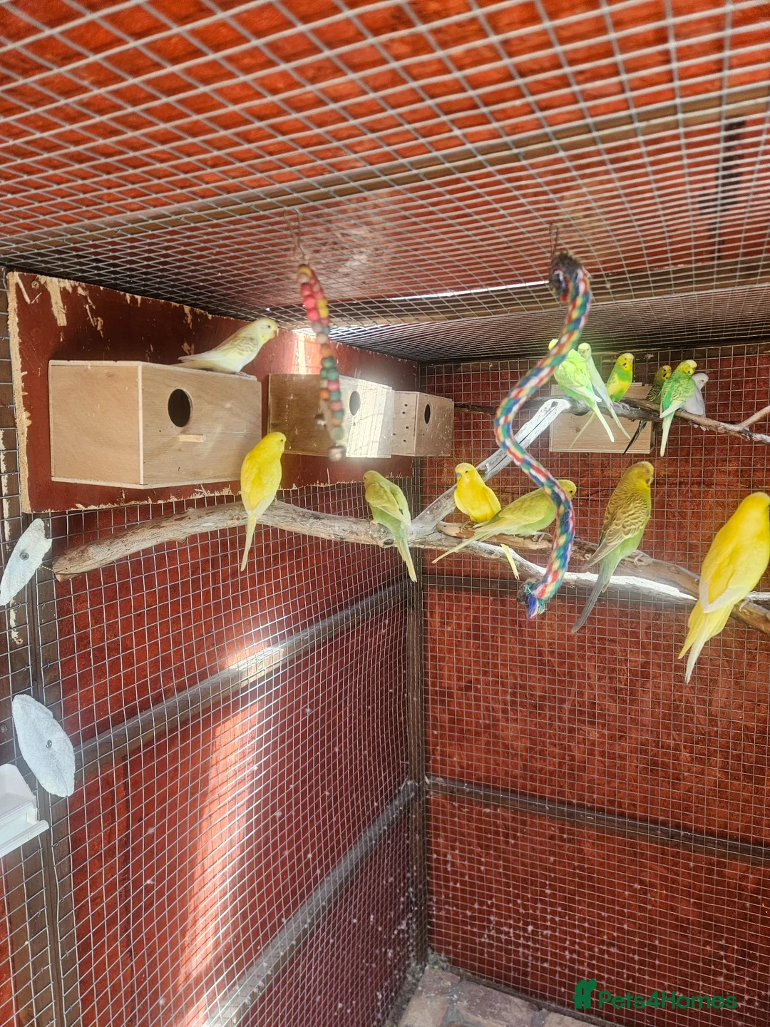 Budgerigars birds for sale: Budgies  - Advert 2