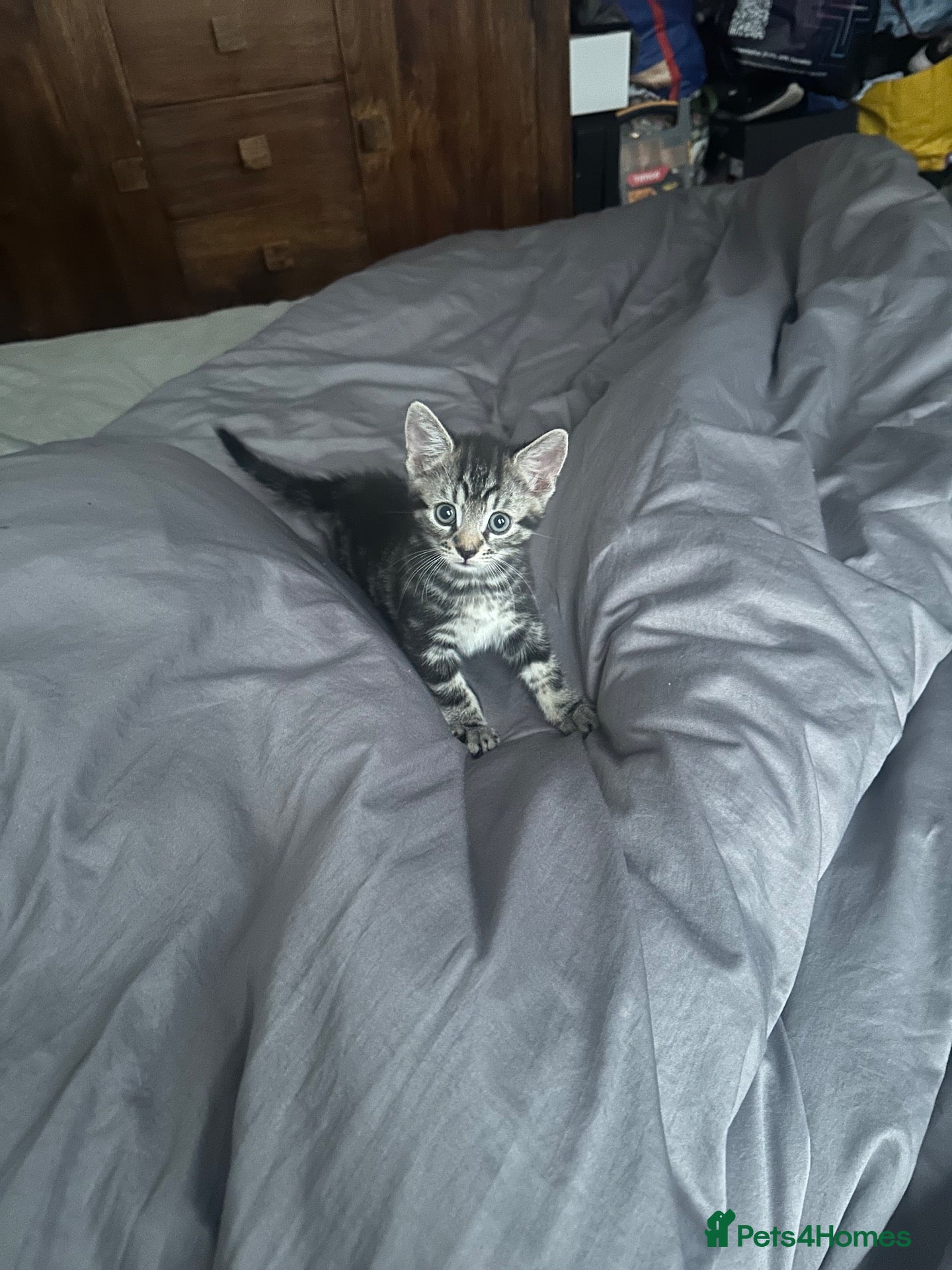 British Shorthair cats Male kitten half British shorthair  - Advert 4